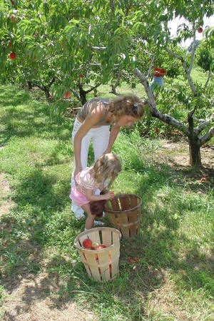 An adult and a child are picking fruit and placing it into wooden baskets in an orchard with green grass and trees.
