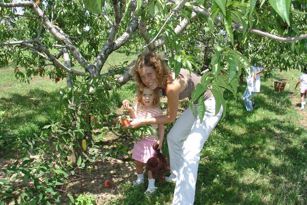 Woman and young girl picking peaches from a tree in an orchard on a sunny day.