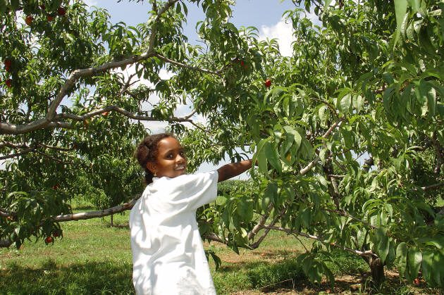 A child wearing a white shirt stands outdoors, reaching up to pick fruit from a green, leafy tree on a sunny day.