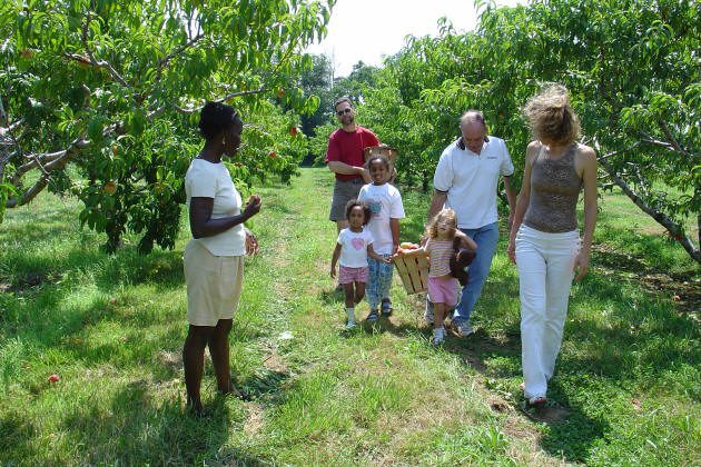 A group of adults and children walk through a fruit orchard, some carrying a basket of picked fruit, while a woman stands nearby observing them.