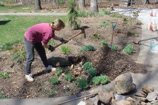 Person gardening with a hoe in yard.