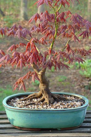 Bonsai tree with red leaves in pot.