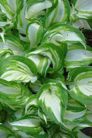 Variegated green and white hosta leaves.