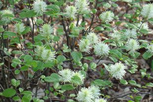 White fluffy flowers with green leaves.