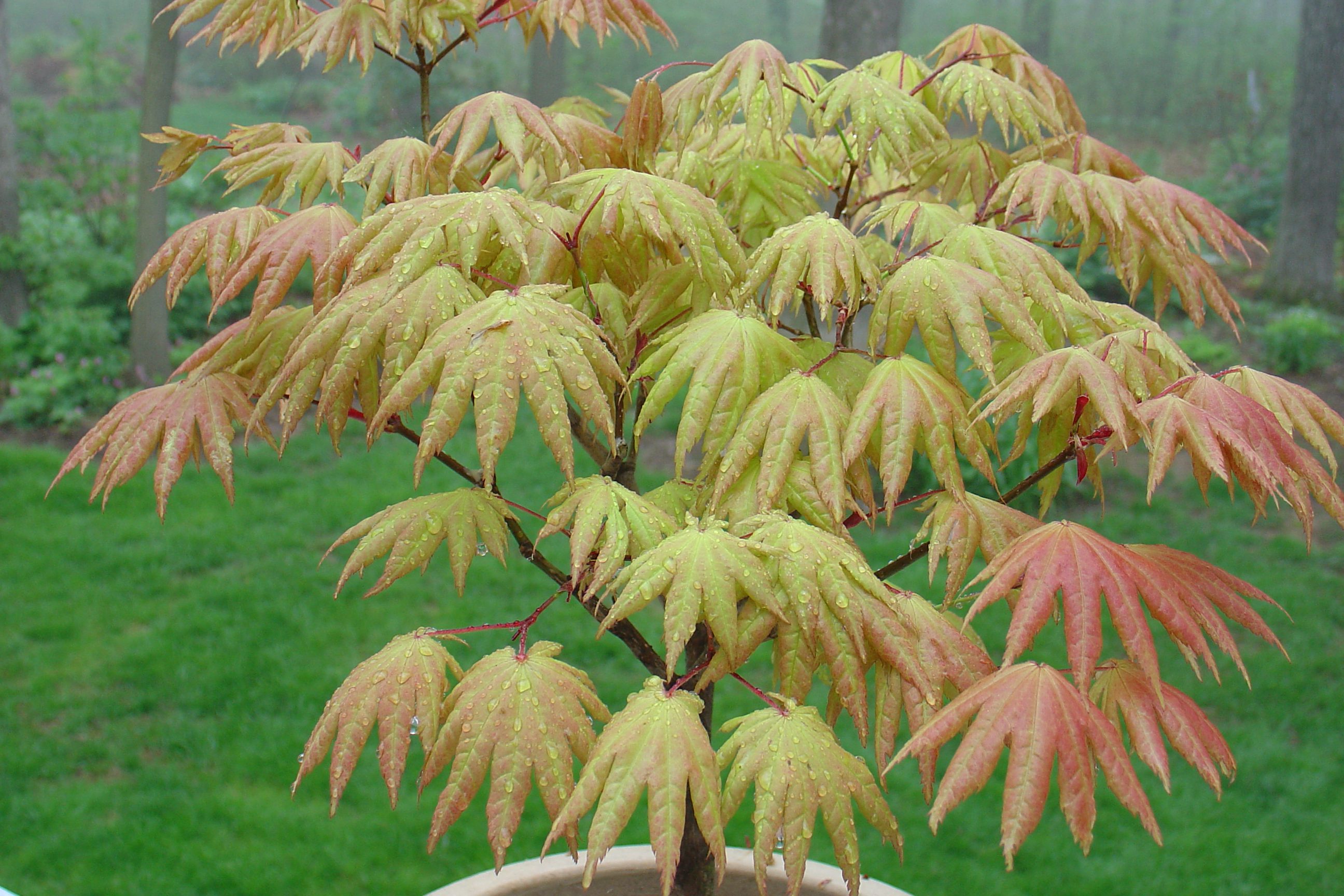 Young maple tree with colorful leaves outdoors.