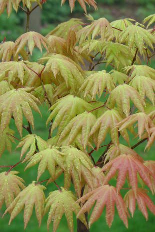 Colorful maple leaves in a garden setting.