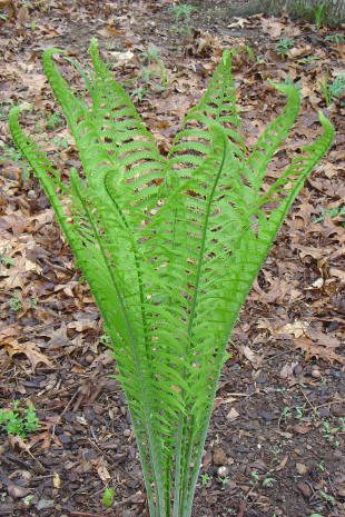 Green fern plant with surrounding dry leaves.