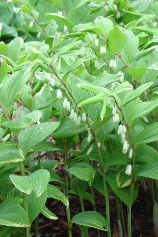 Green plants with small white bell-shaped flowers.