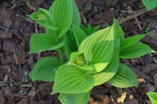 Green plant with broad leaves on mulch.