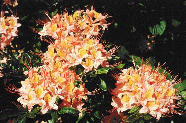 Orange and yellow flowers with green leaves.