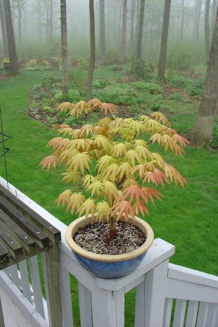 Potted plant on deck overlooking misty forest.