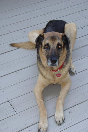 A large black and tan dog with a red collar lies on a wooden deck, looking up at the camera.