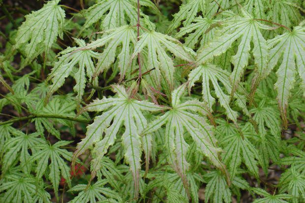 Green maple leaves with serrated edges.