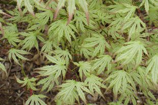 Green maple leaves with serrated edges.
