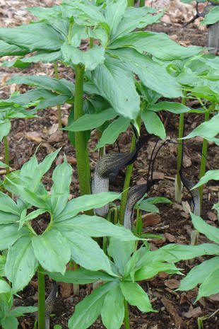 Green plants in a garden setting.
