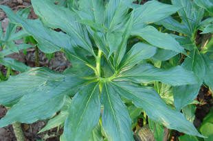 Green plant with broad, pointed leaves.