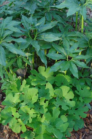 Green leafy plants growing in a garden.