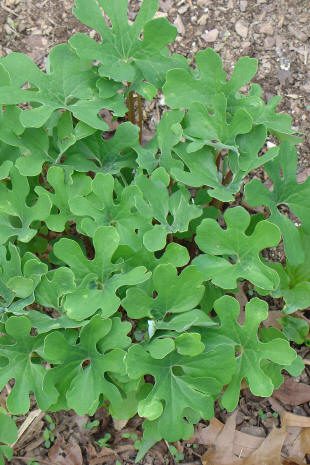 Green plant with lobed leaves on soil.