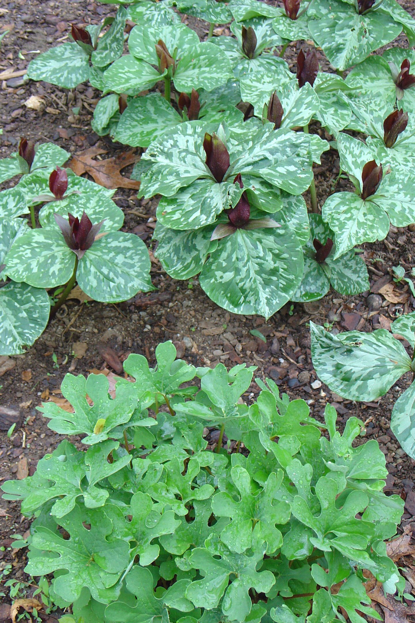 Green and maroon plants in a garden.