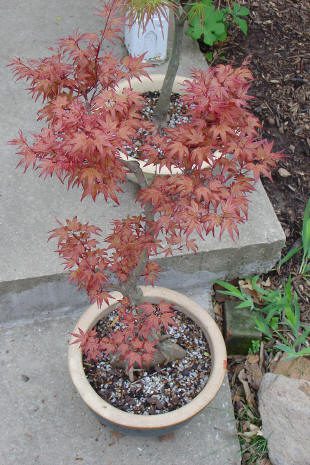 Potted maple tree with red leaves.