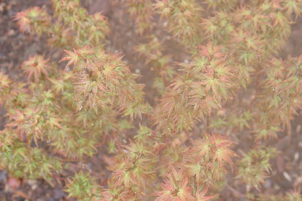Young maple leaves with reddish-green foliage.