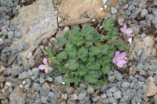 Small pink flowers among rocks and gravel.
