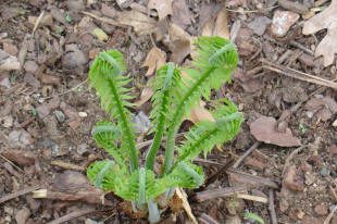 Young green plant sprouting from the ground.