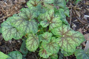 Green plant with large, veined leaves.