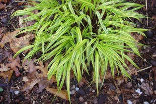 Green ornamental grass with fallen leaves around.