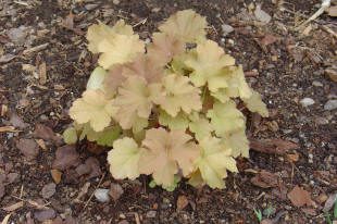 Plant with light green and brown leaves.