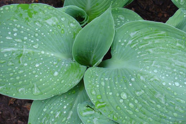 Green leaves with water droplets.