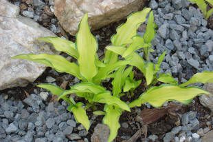 Green plant surrounded by rocks and gravel.