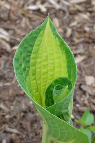 Close-up of a curled green hosta leaf.