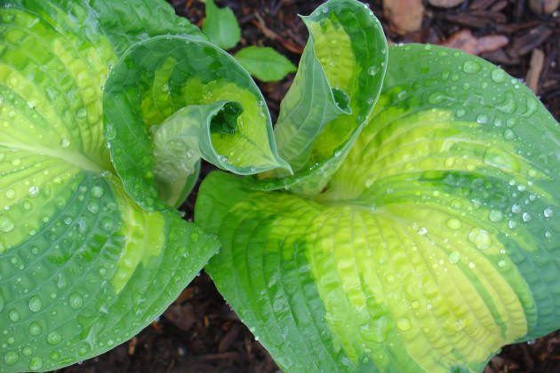 Green hosta leaves with water droplets.