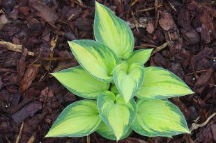 Green hosta plant with variegated leaves.