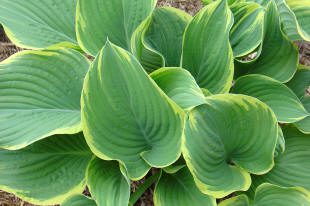 Green hosta plant with broad leaves.