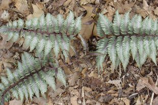 Ferns with silver leaves on forest floor.