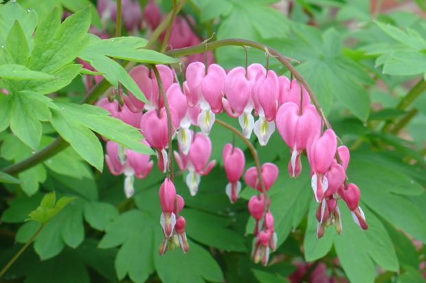 Pink bleeding heart flowers with green leaves.