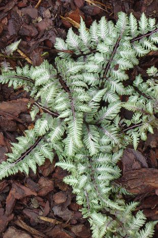 Silvery fern leaves on brown mulch background.