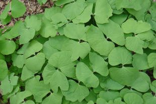 Green heart-shaped leaves covering the ground.
