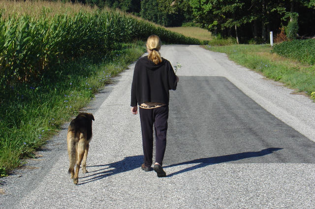 A person with blond hair walks on a paved rural road next to a brown dog, with cornfields and trees on either side.