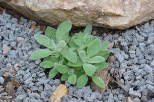 Green plant growing among rocks and pebbles.