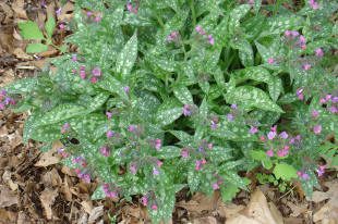 Spotted leaves with small purple flowers.