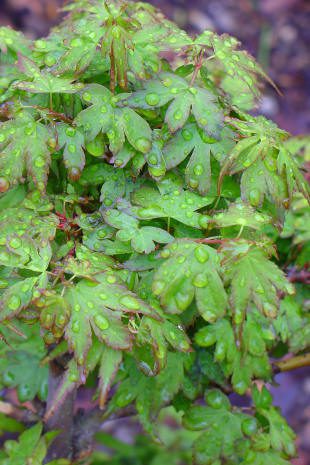 Green leaves with raindrops on them.