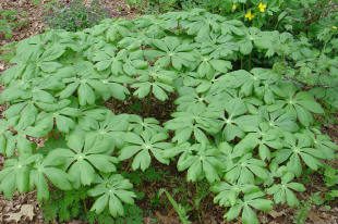 Green leafy plant with broad leaves outdoors.