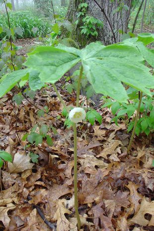 Green plant with a single white flower.