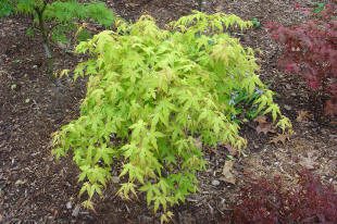 Small green maple tree in garden setting.