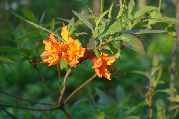 Orange flowers on a leafy green branch.