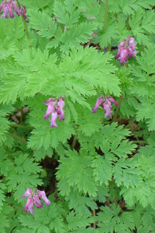 Pink flowers with lush green foliage.