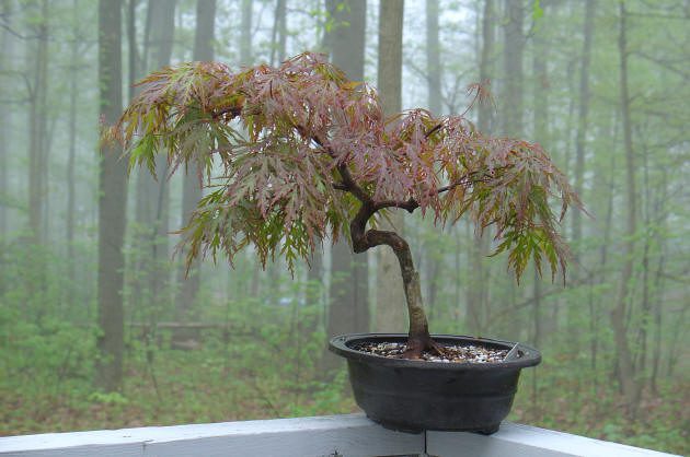 Bonsai tree on a foggy forest balcony.